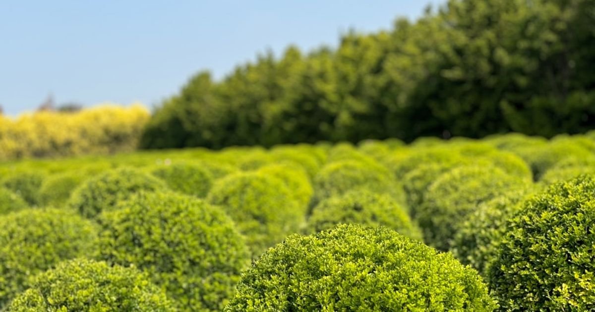 Organic crops AI Prompts