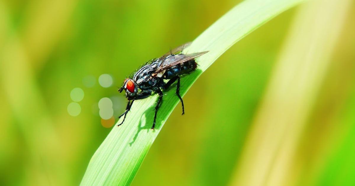 AI Prompt for Automating Pest Identification and Alerting Farmers