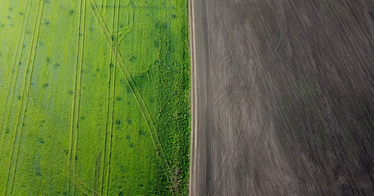 AI Prompt for Crop Disease Detection from Field Images