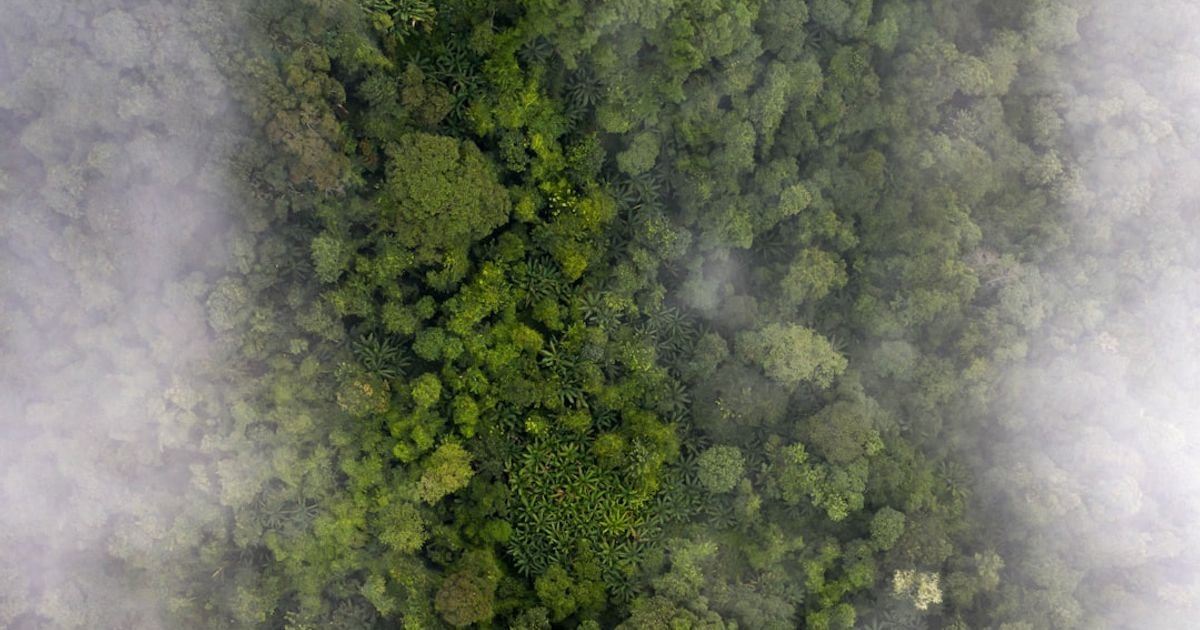 AI Prompt for Detecting Illegal Deforestation Activities via Satellite Images