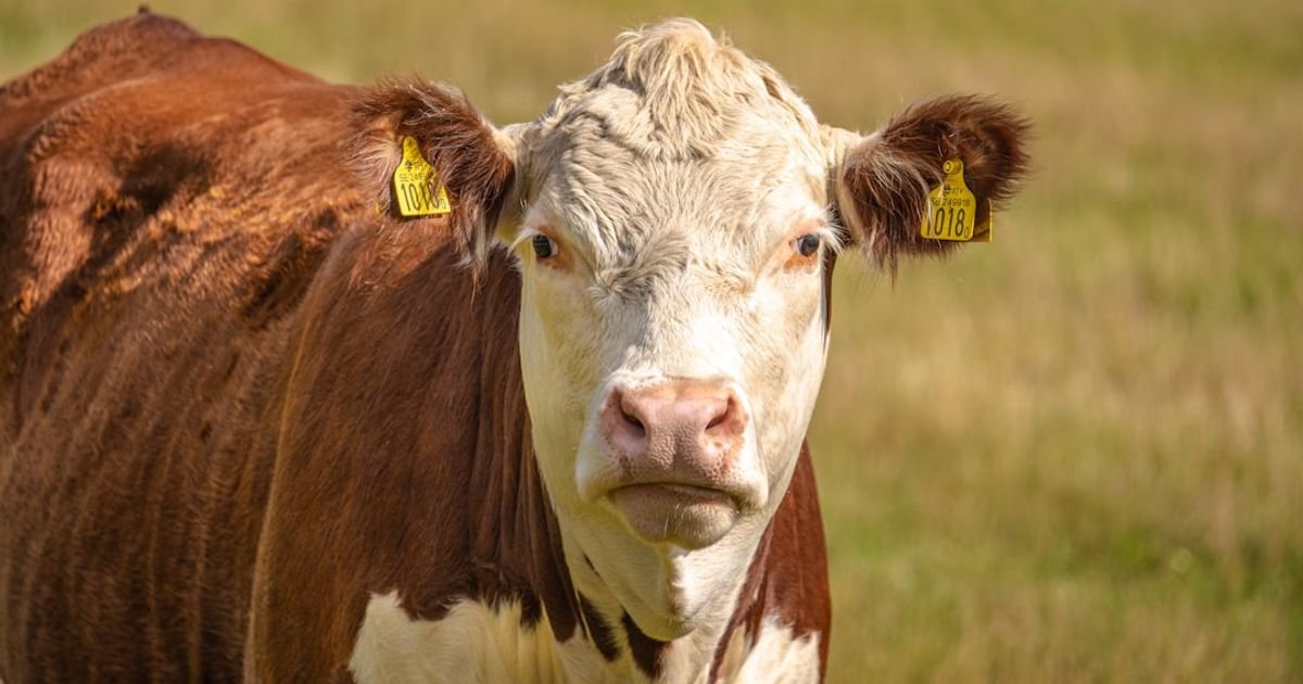 AI Prompt for Monitoring Livestock Health Using Image and Audio Data