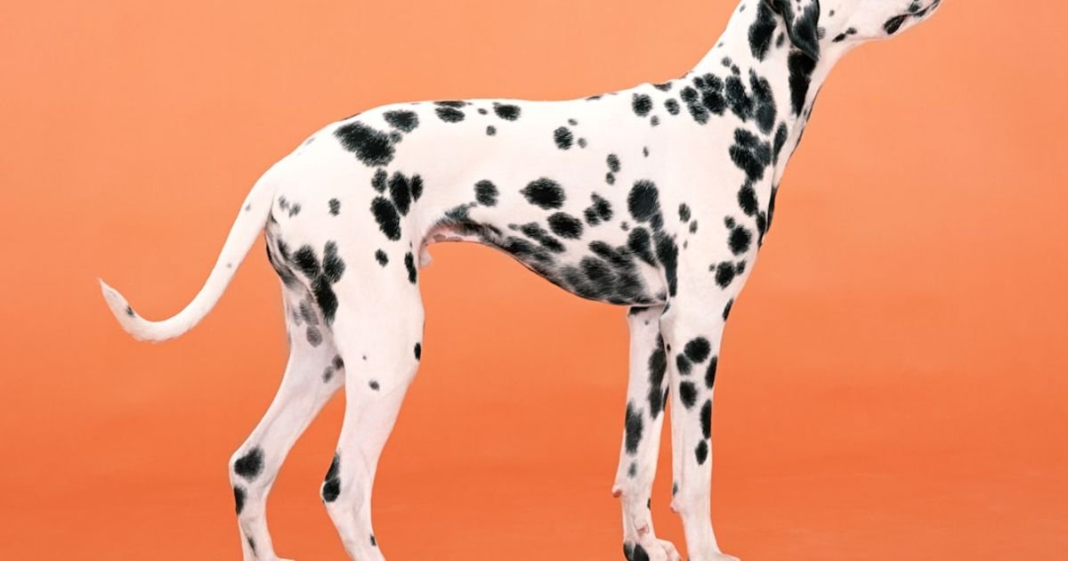 Cartoon Portrait Generator for Pets Prompt