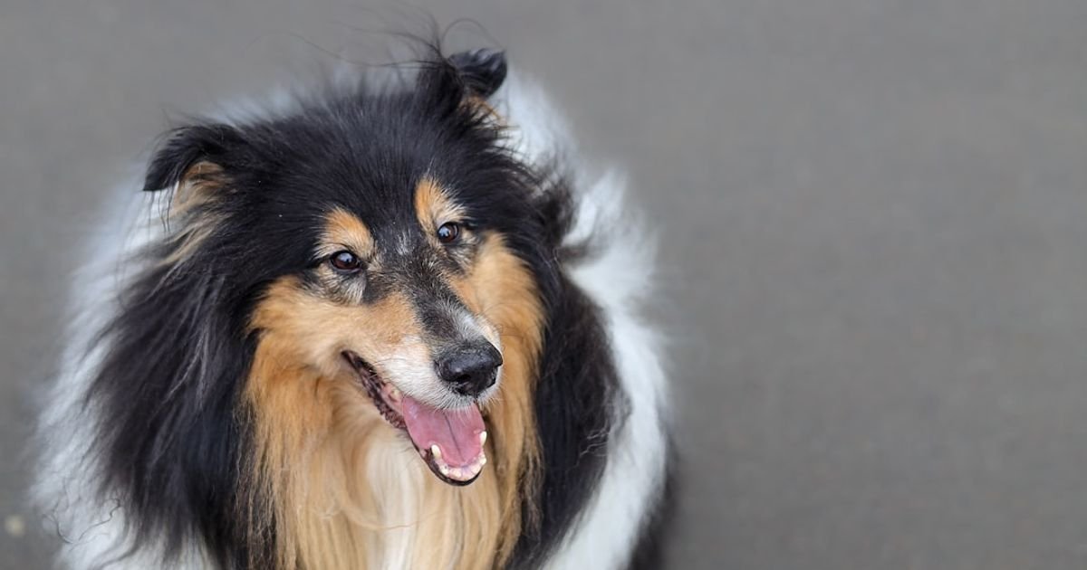 Gemini Prompt for Creating a Pet Care Reminder App