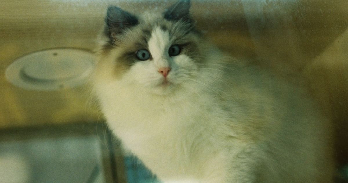 Adorable Kitten Flying Through Rainbow VFX Prompt