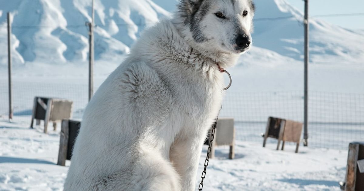 Arctic wildlife documentary video prompt ChatGPT