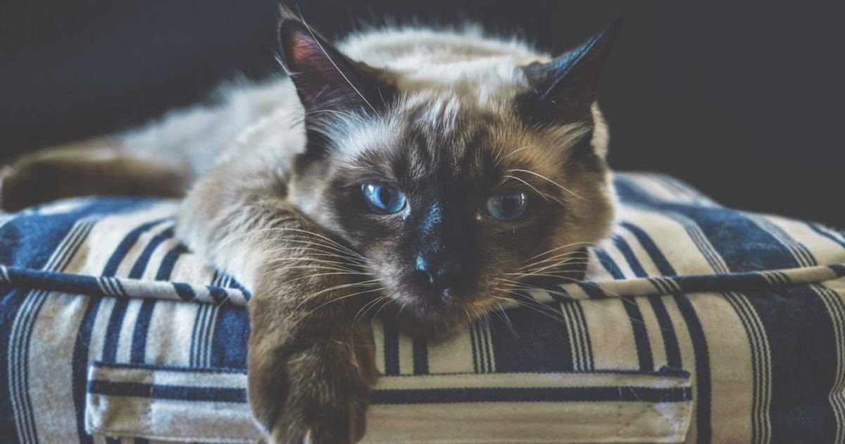 ChatGPT Prompt for Pet Care Advice