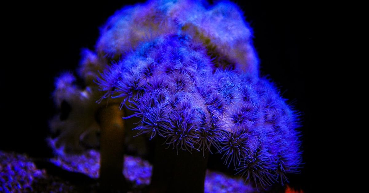Coral Reef Glow VFX Prompt
