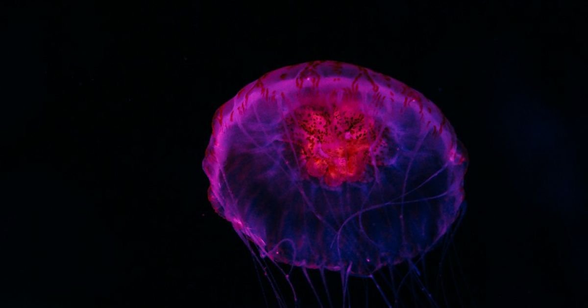 Cosmic Jellyfish Floating Through Nebula VEO 3 Prompt