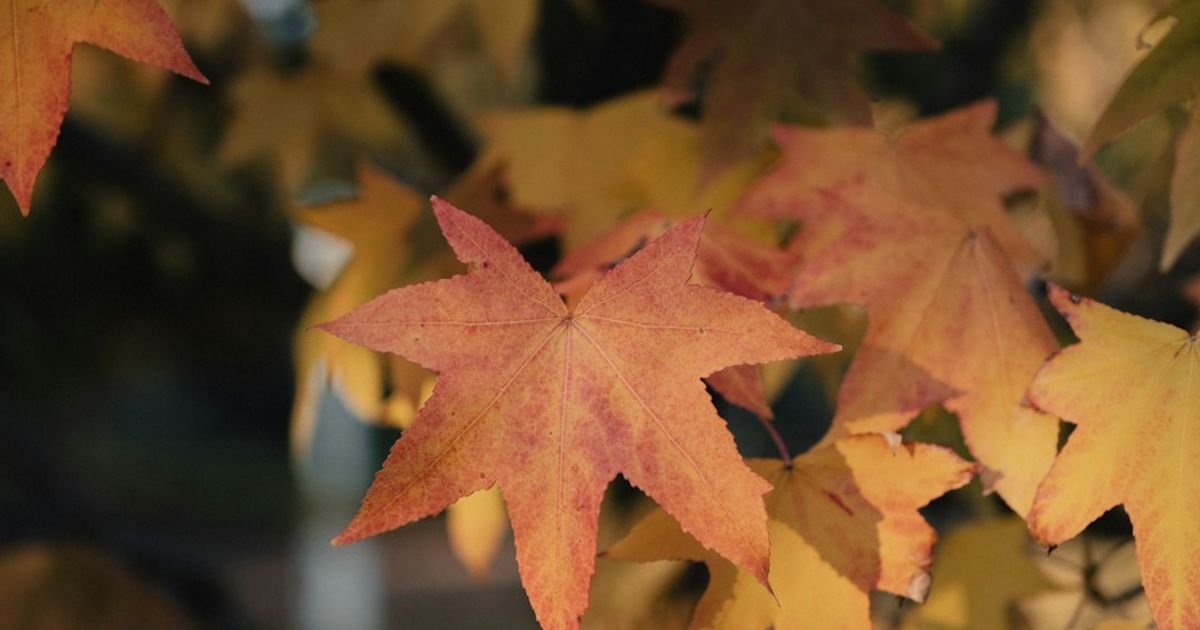 Falling Autumn Leaves VFX Prompt
