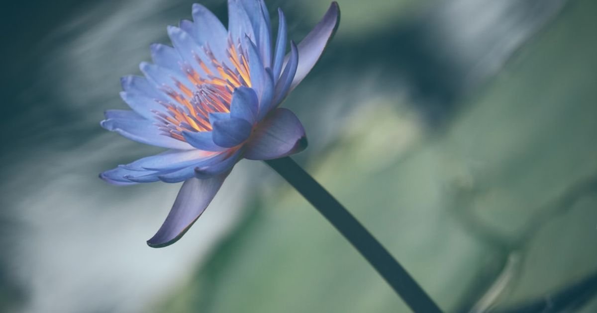 Flower Blooming Time-Lapse VFX Prompt
