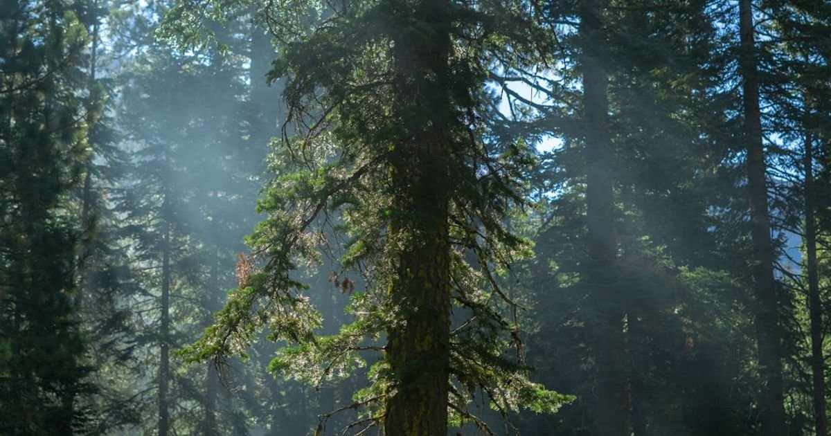 Forest Canopy Light Rays VFX Prompt
