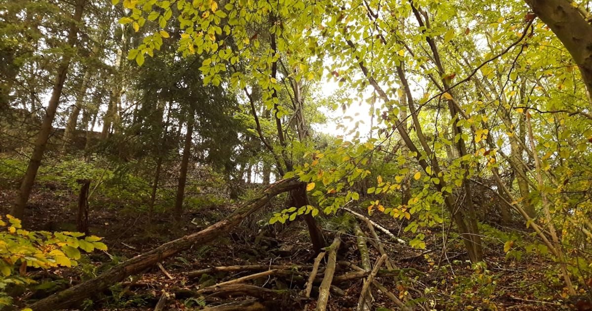 Forest Regeneration Time-lapse VFX Prompt