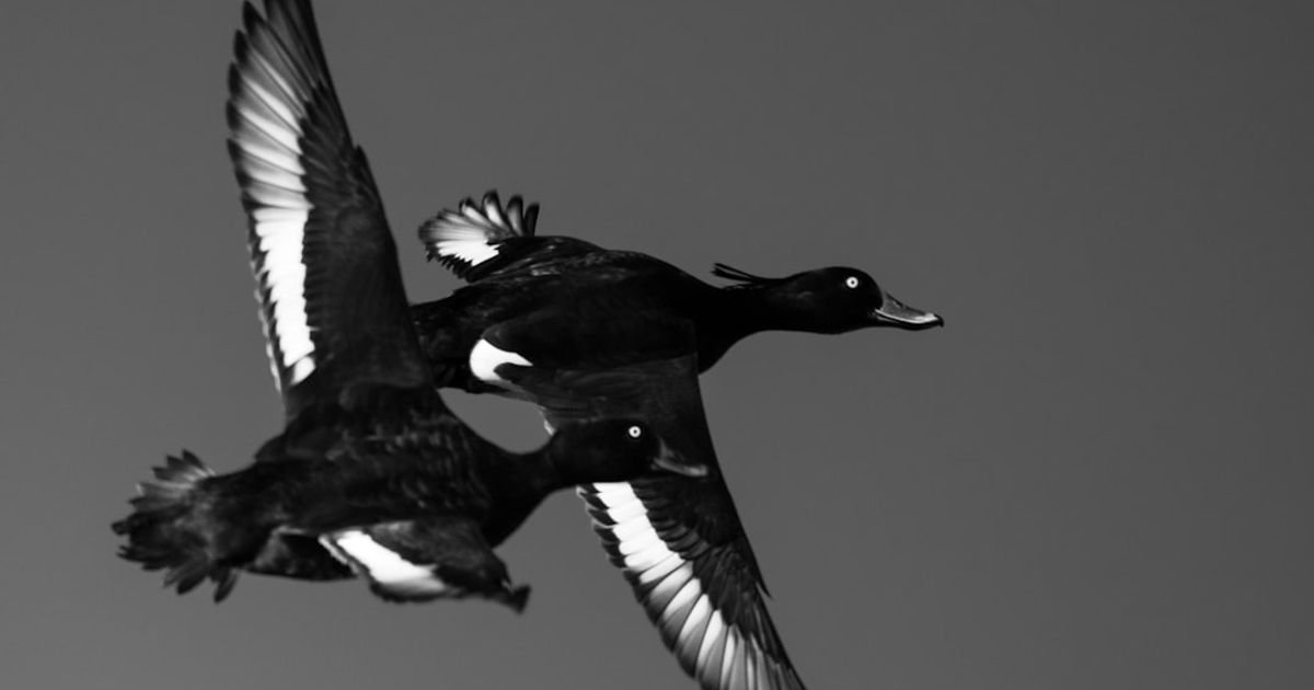 Hologram Bird with Laser Wings VFX Prompt