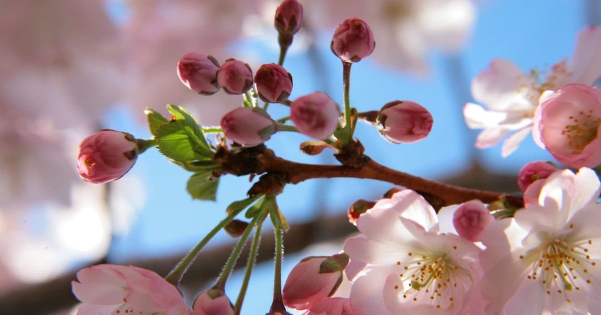 Japanese cherry blossom video prompt Veo
