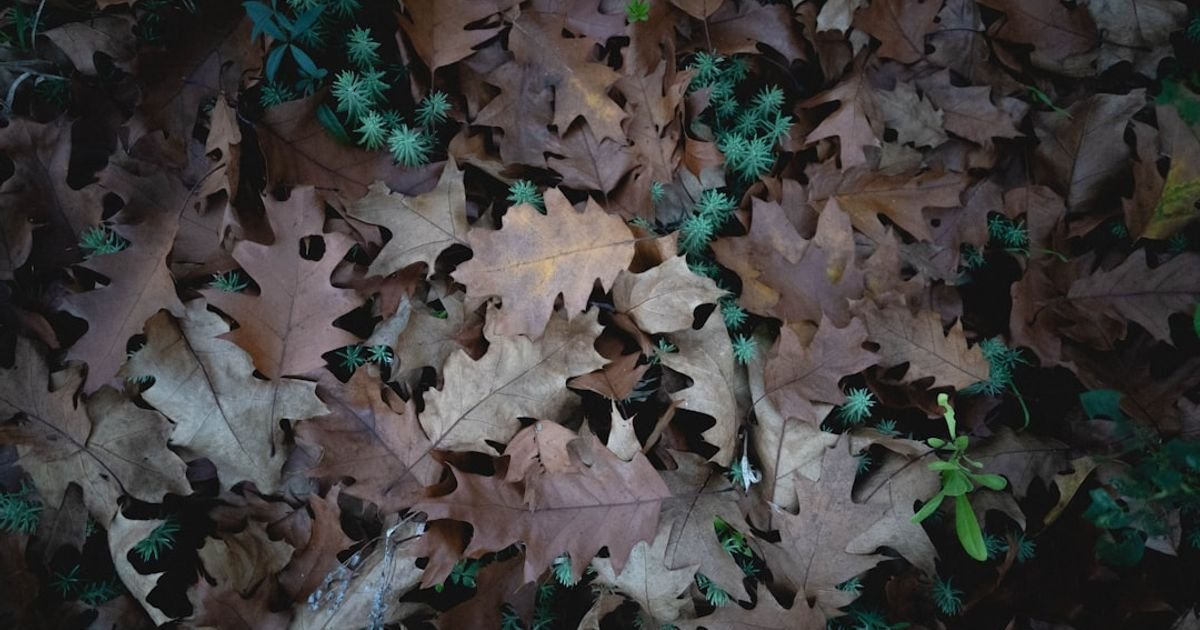 Leaves Rustling in Wind ASMR VFX Prompt