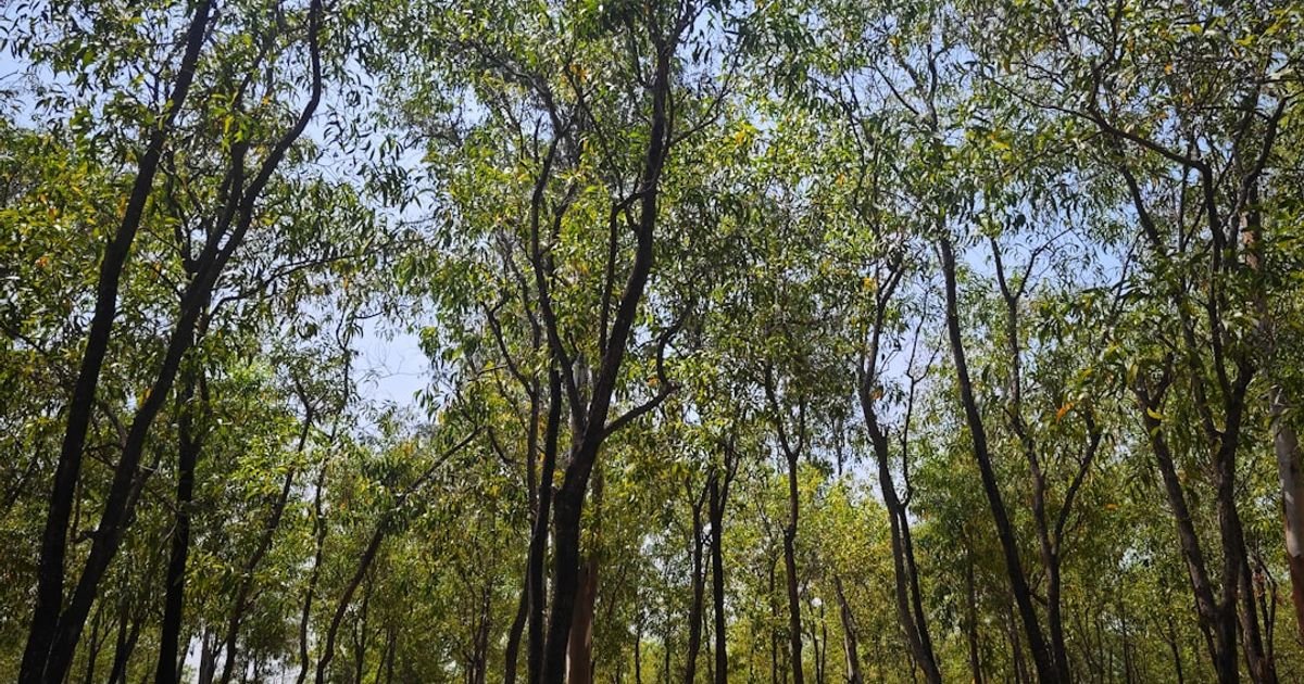 Nature Painting Prompt in Hindi for Beginners