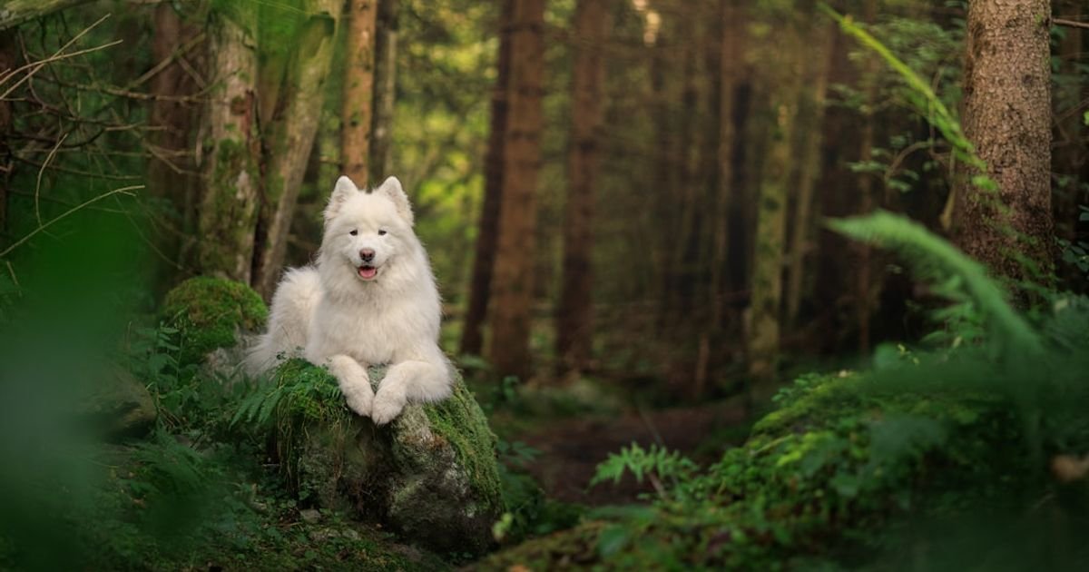 Prompt for Writing Pet Adventure Stories