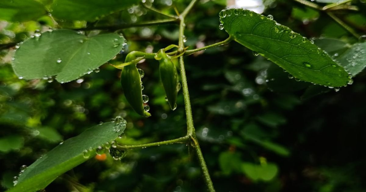 Rainforest Rainfall VFX Prompt