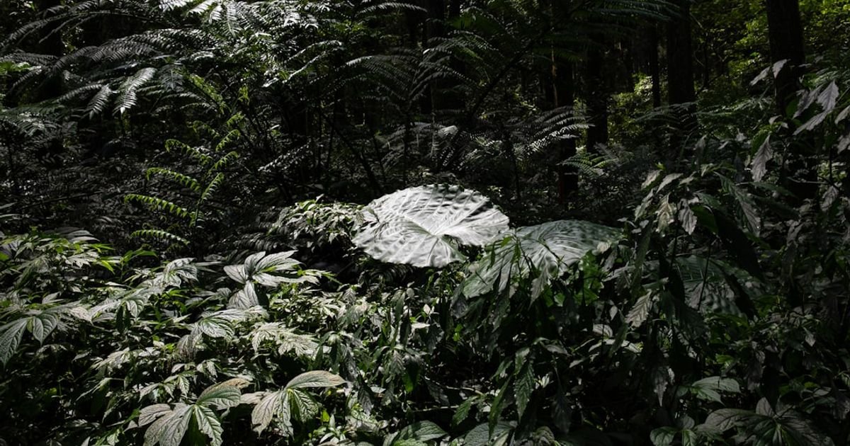 Rainforest Rebirth VFX Prompt