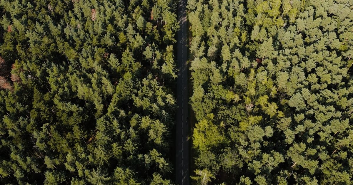 Runway AI Enchanted Forest Discovery Video Prompt