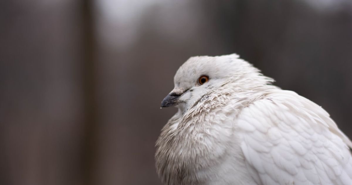 Wishing for Peace with Doves and Light VFX Prompt