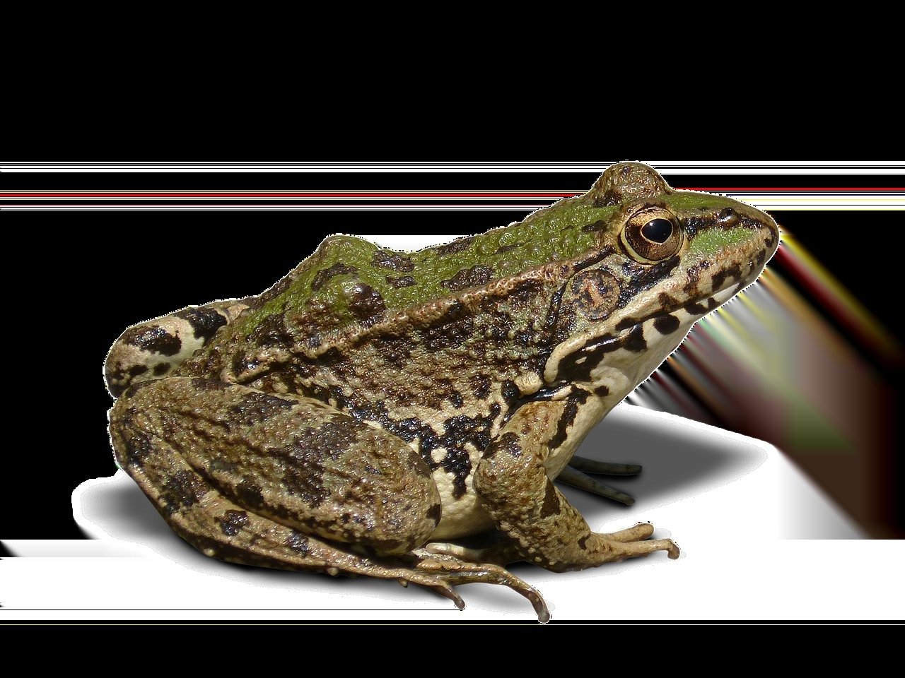 AI Project Management Tools Prompts