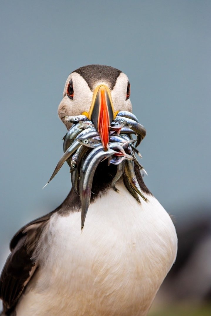 Transparent Interior Life Glimpse Prompt