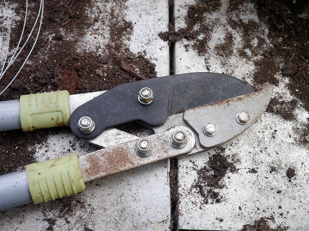 Transparent Interior Life Observation Prompt