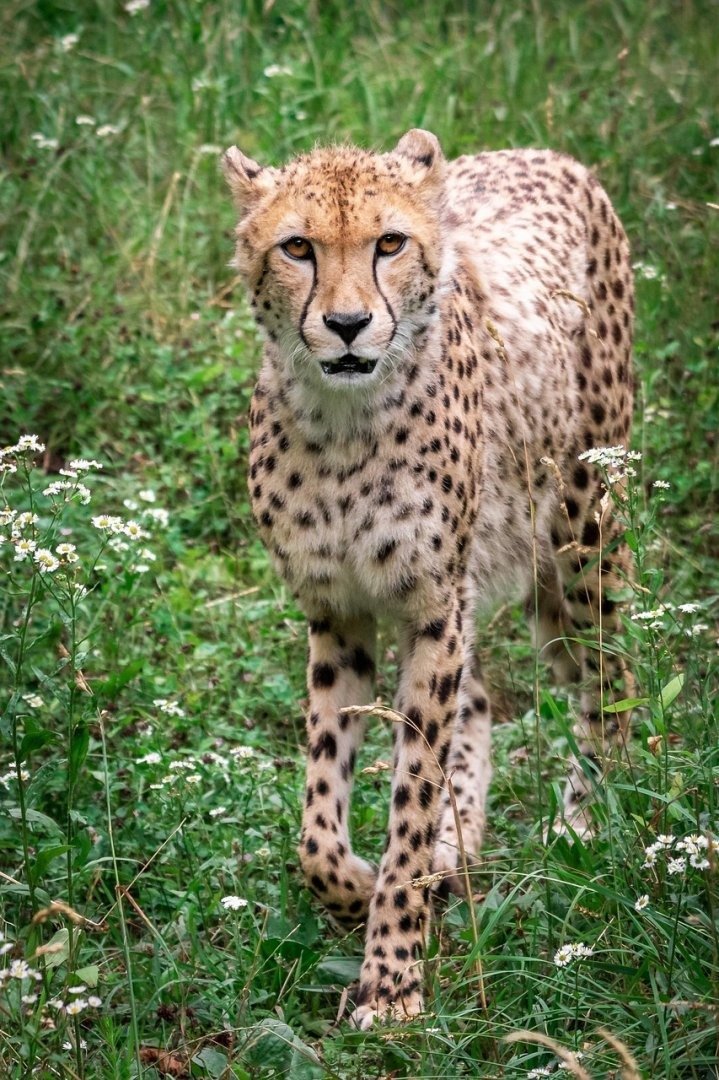 Technological Soul Revelation Prompt